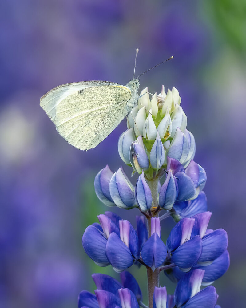 Photograph by Владимир Колесников