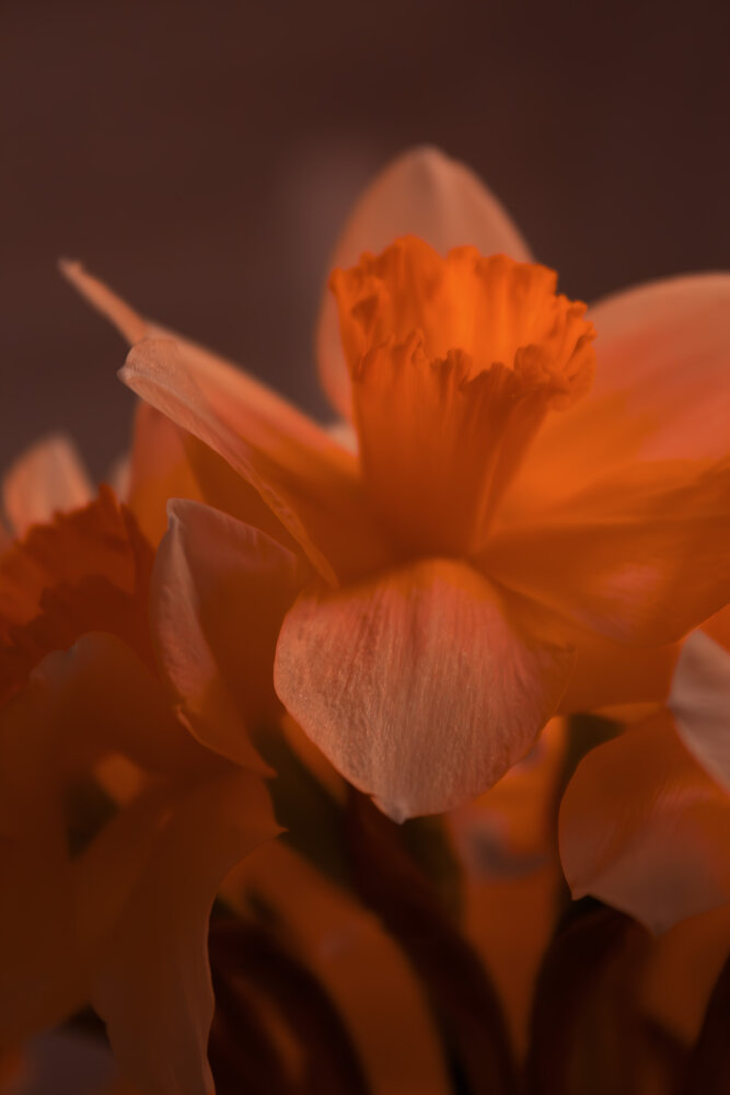 Photograph by Ирина Григорьевна