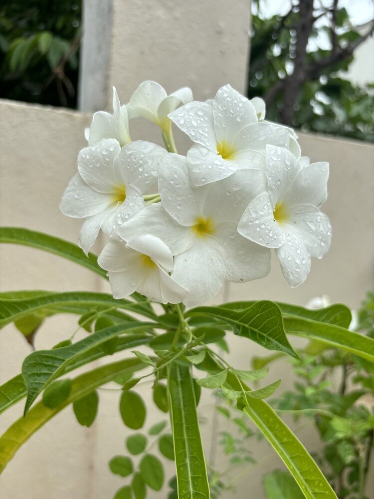 White chafa