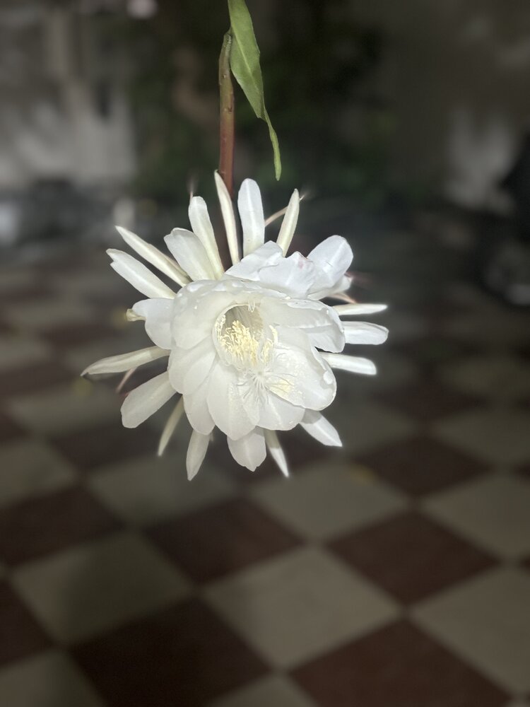 Bramhakamal