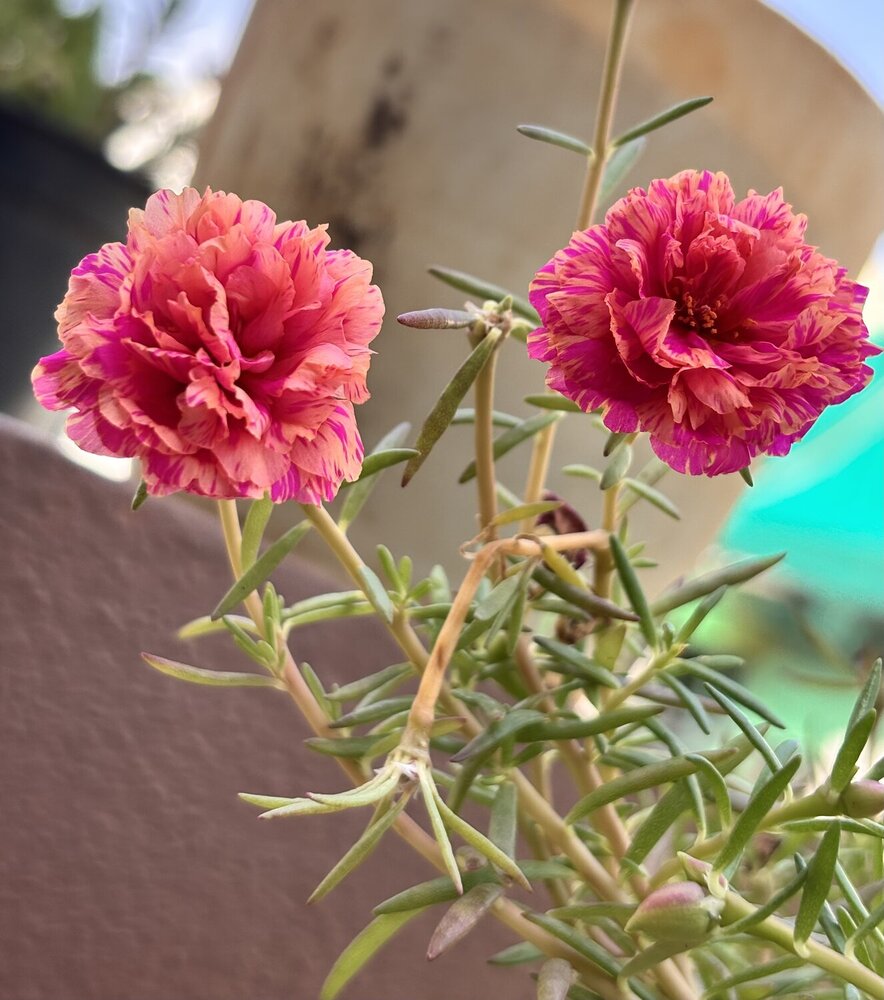 Photograph by Deore Devendra
