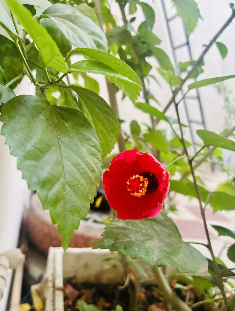 Hibiscus