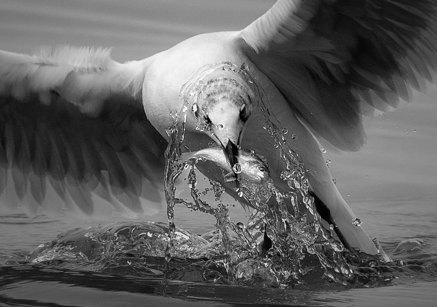 FLY TOGETHER BW