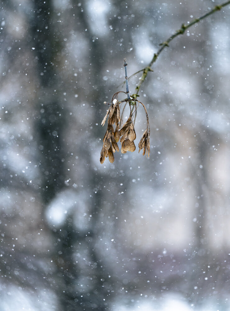 Photograph by Герман Крупенин