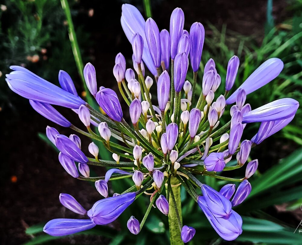 LAS FLORES DEL LIRIO AGAPANTO