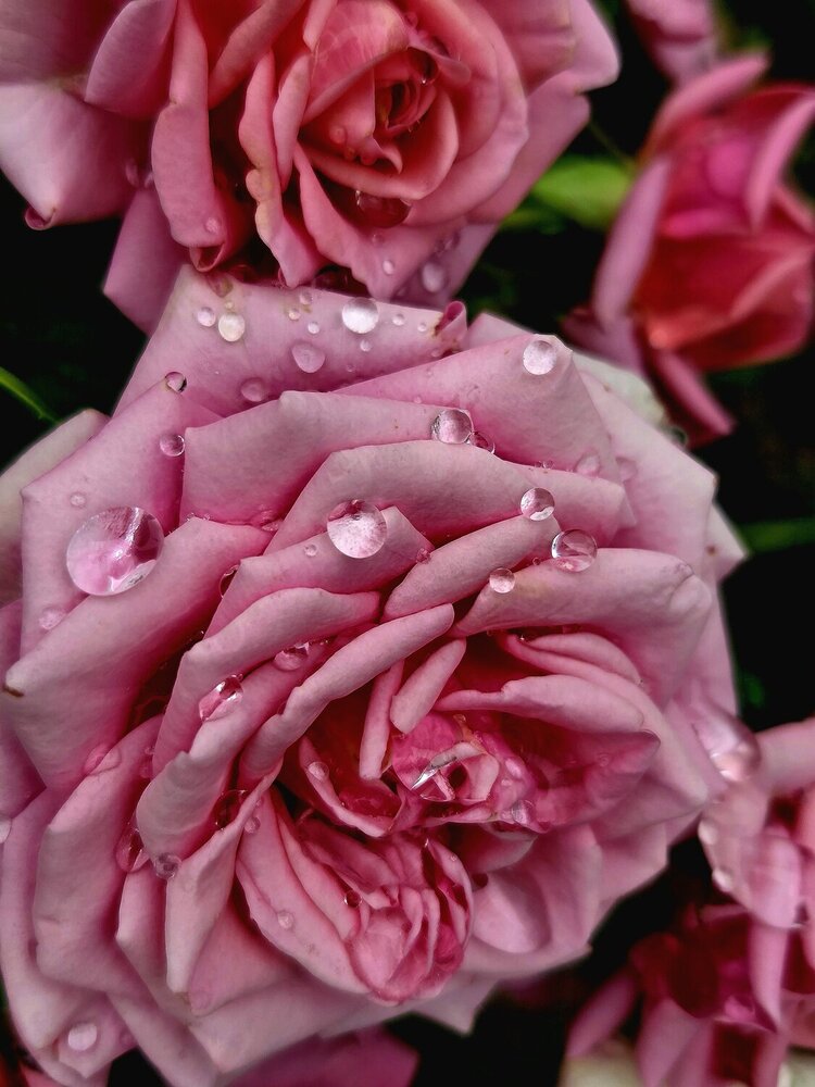 Photograph by Елена Кичигина
