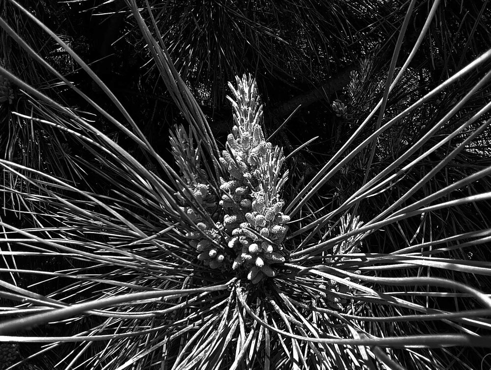 FLOR MASCULINA DE UN PINO