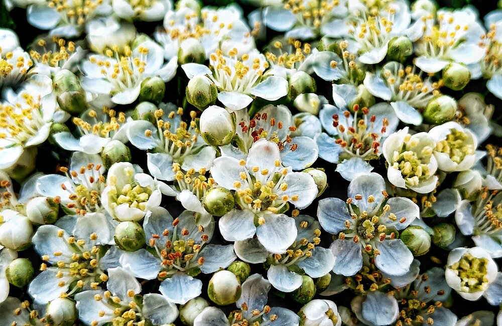 BOUQUET