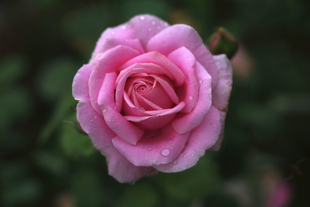 Photograph by Борис Полтавец