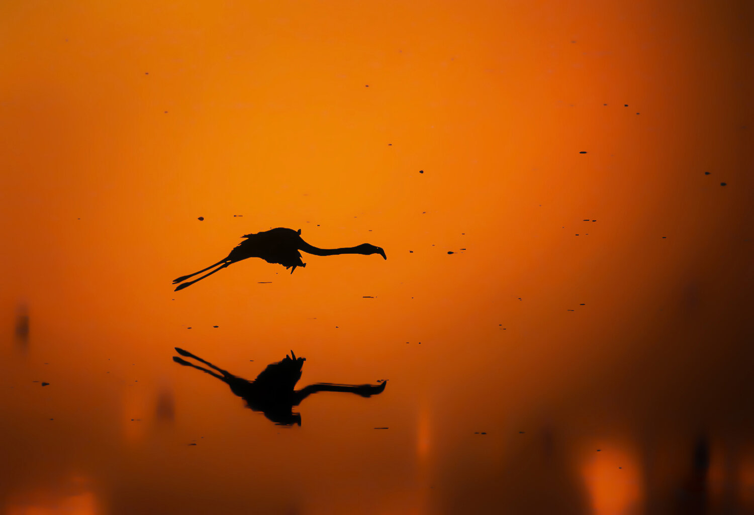 Photo #13882544