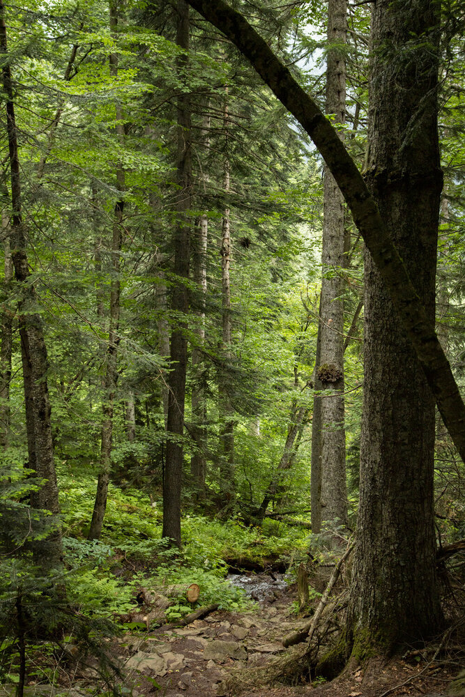 Photograph by Alena Poklonskaia