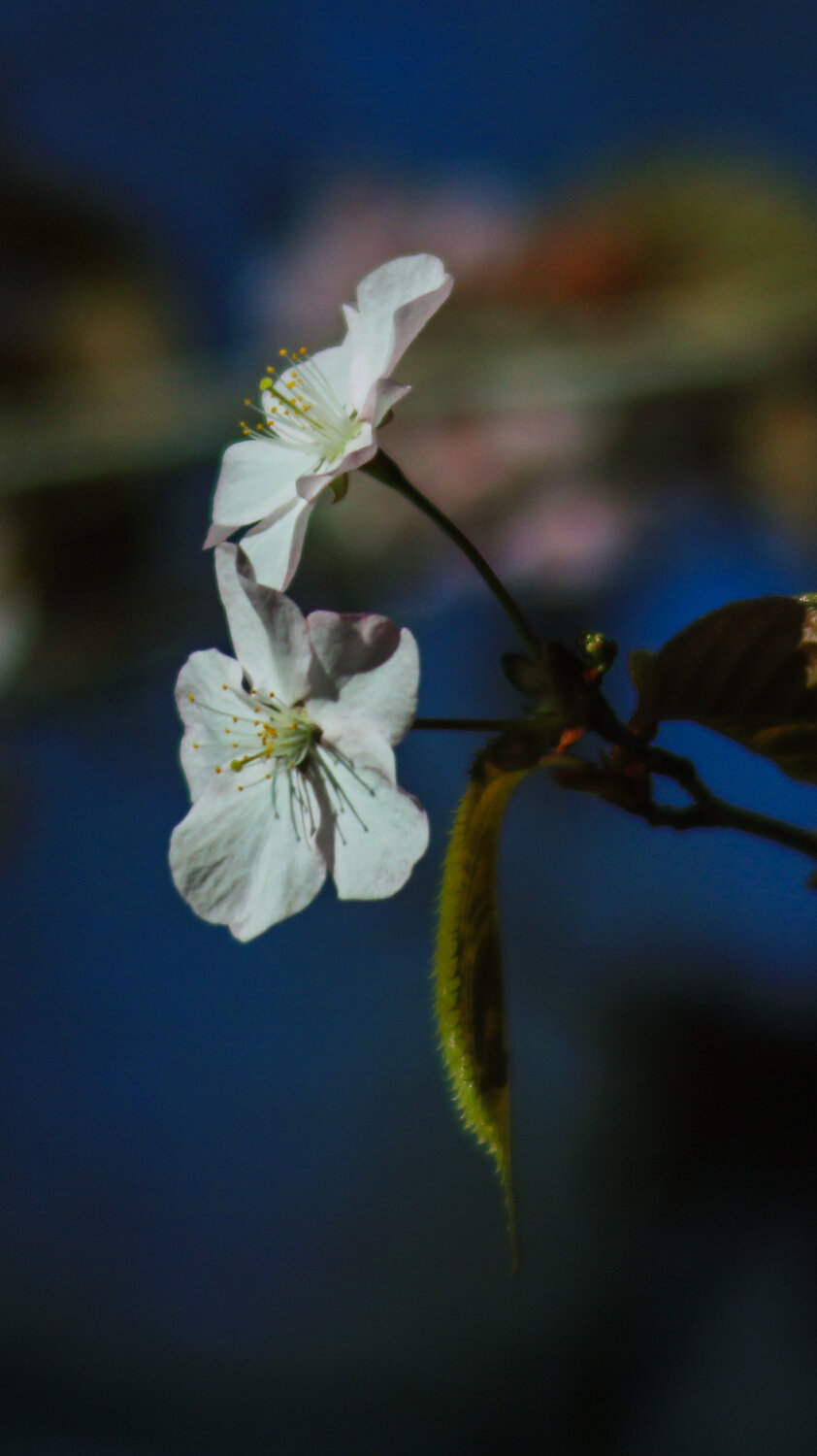 Photo #13882589