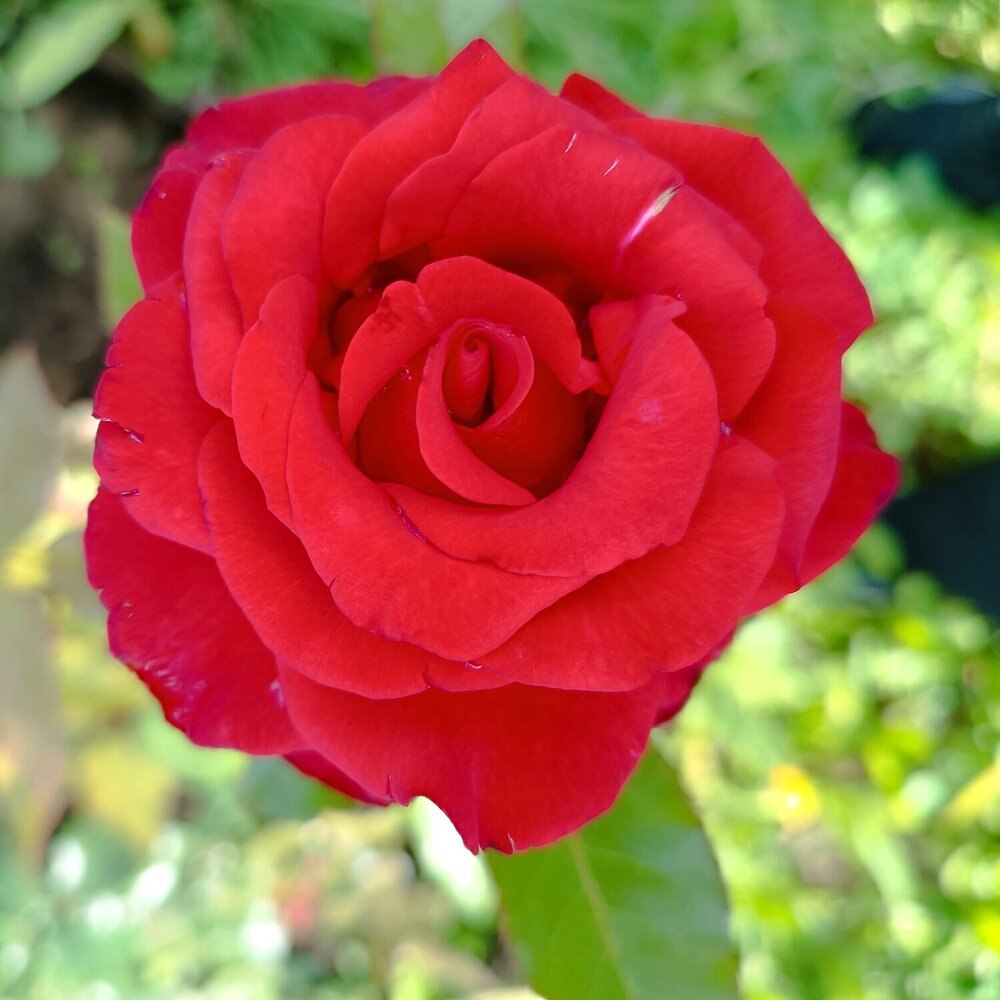 Photograph by Елена Муковникова
