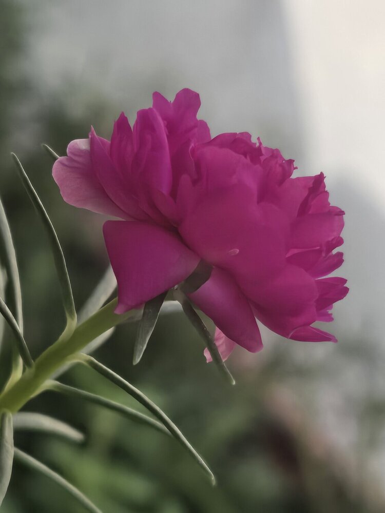 Photograph by Chithra menon
