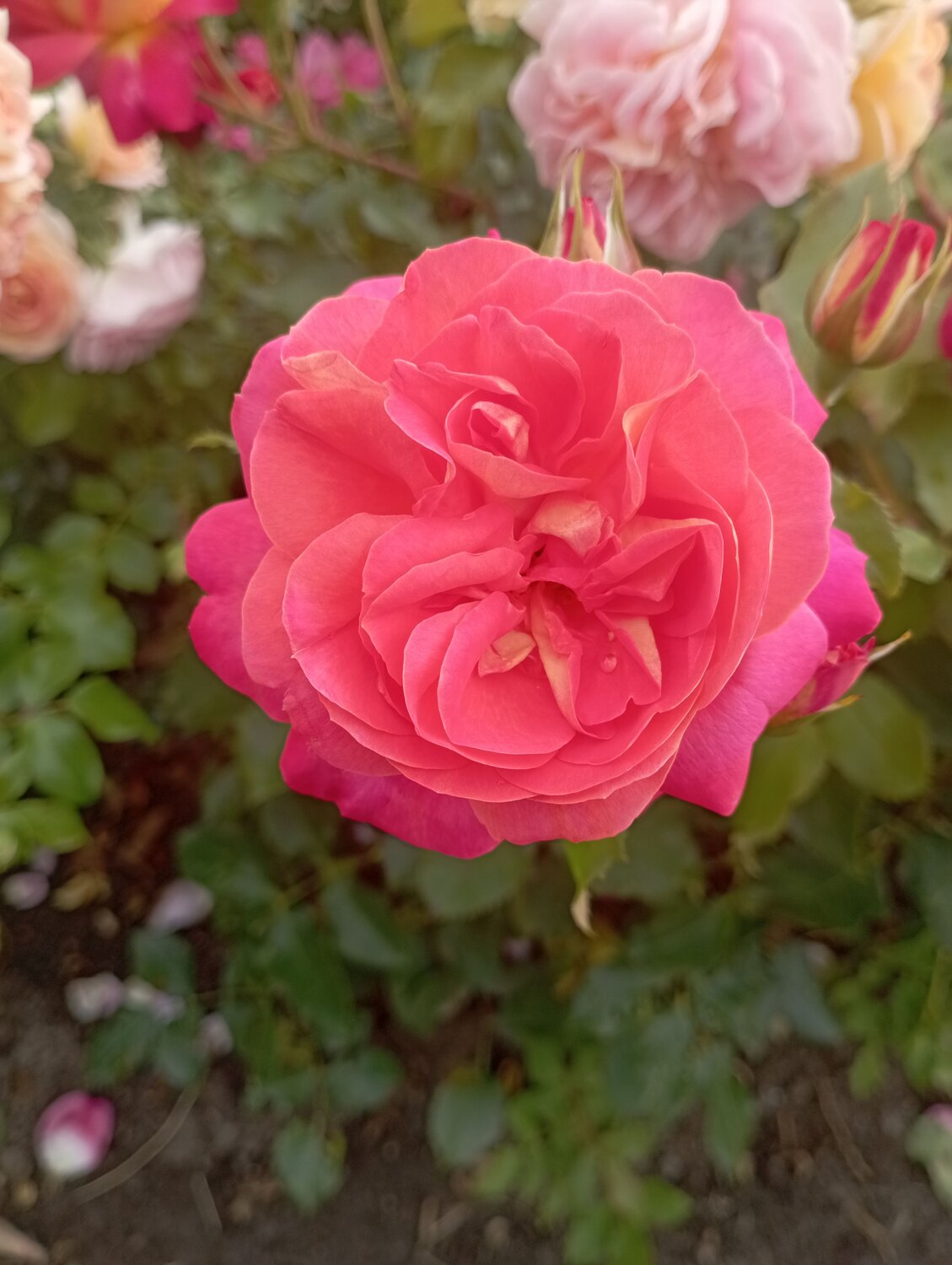 Photo #13882740