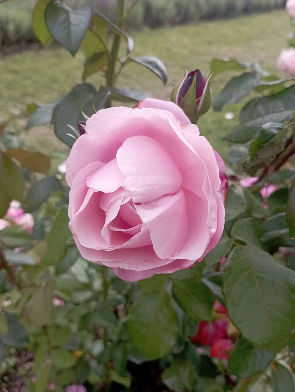 Photo #13882761