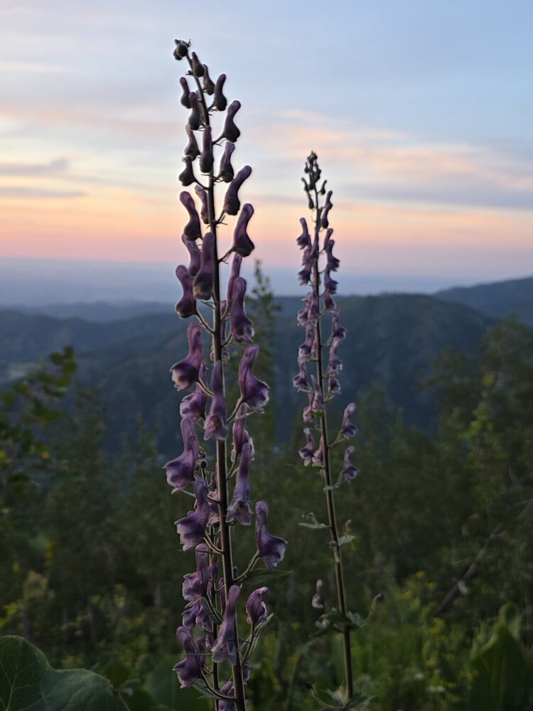 Photograph by Эльвира
