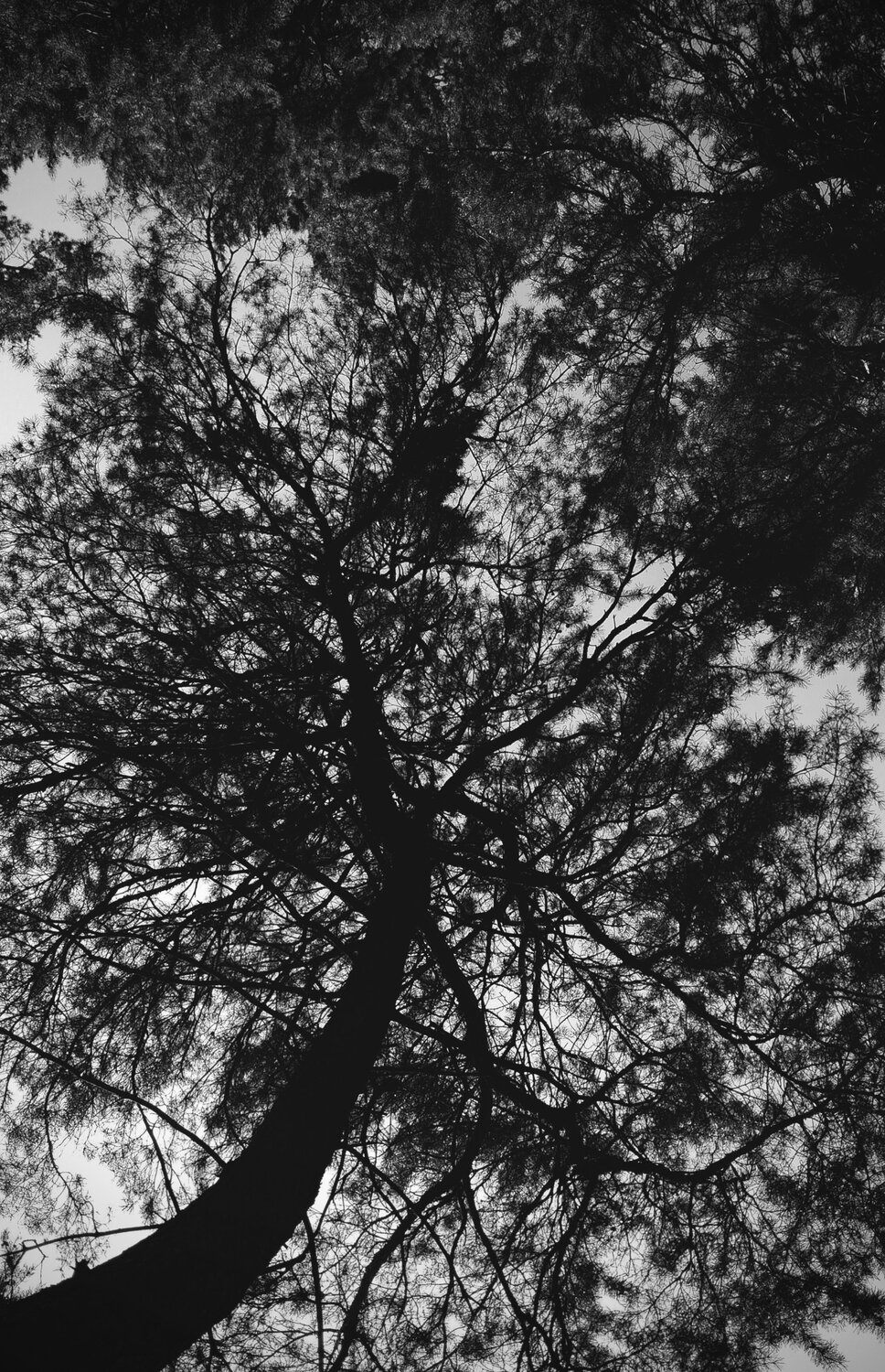 Photo #13882969