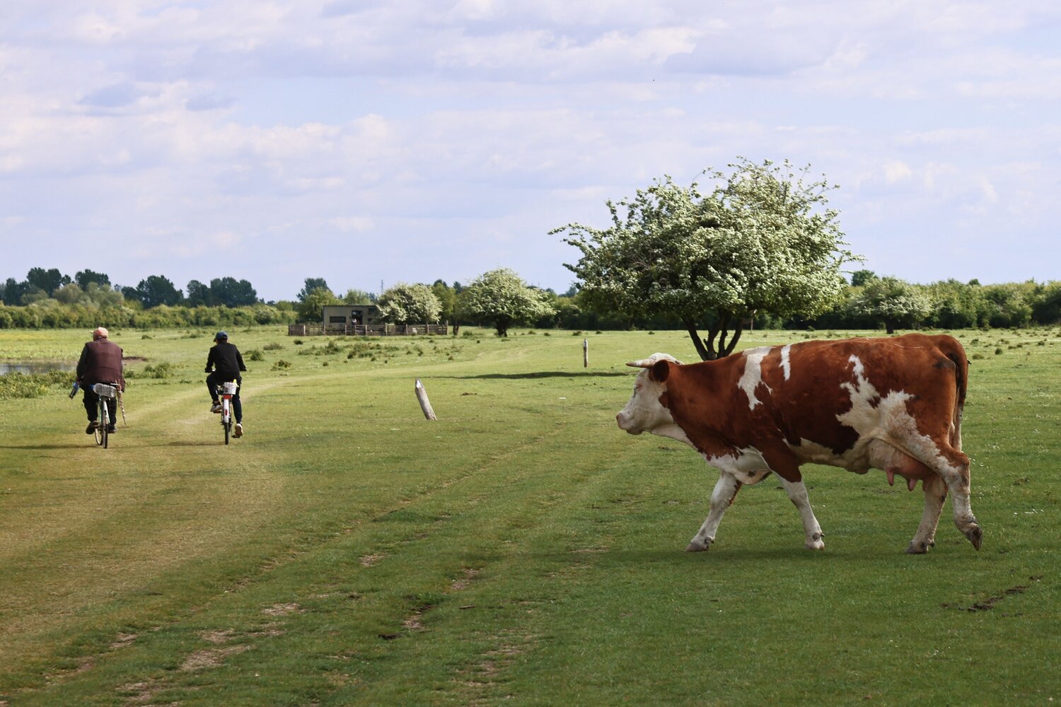 Photo #13883033