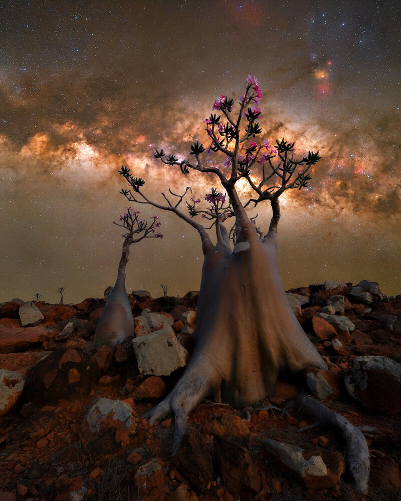 Cosmic Desert: Socotran Blossoms Under the Milky Way