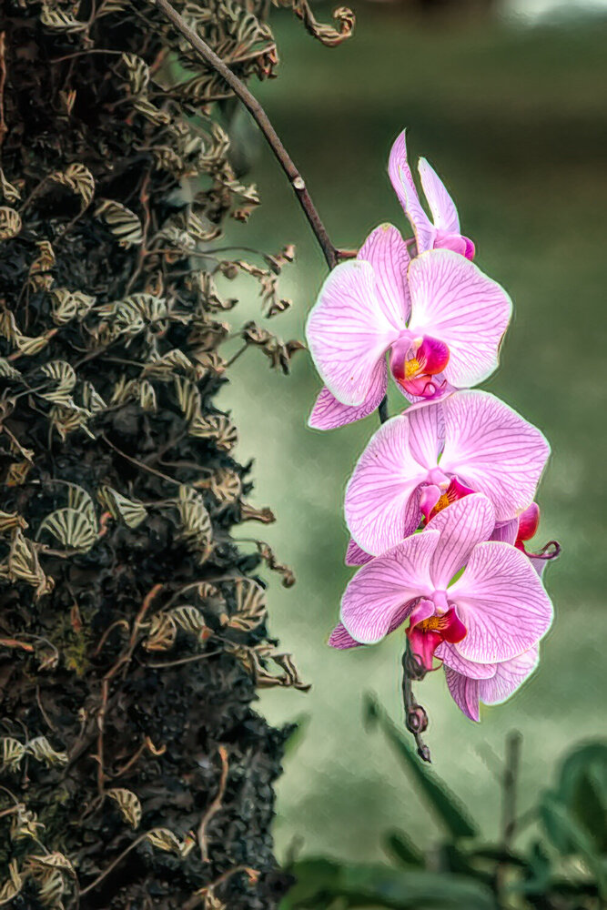 Photograph by Oleg Chemodanov