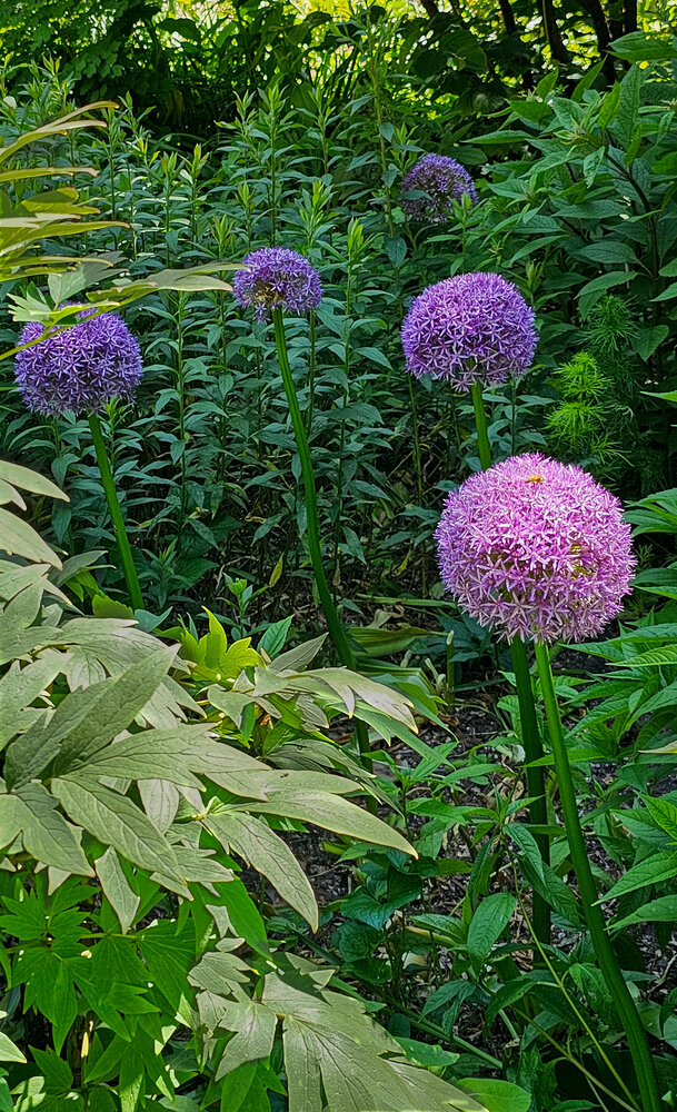 Hidden Garden Alliums