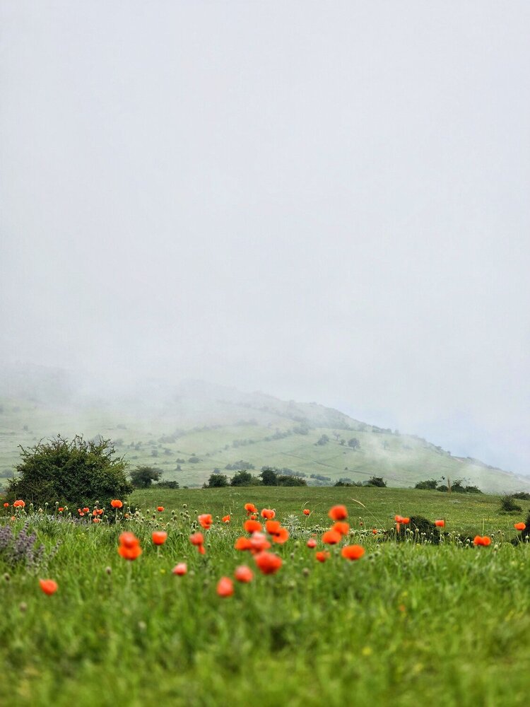 Photograph by Masoumeh Rahimi