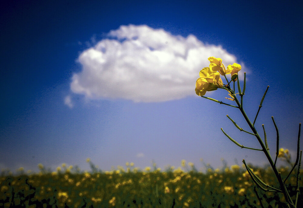 Фотография автора Ghadir Vaghari