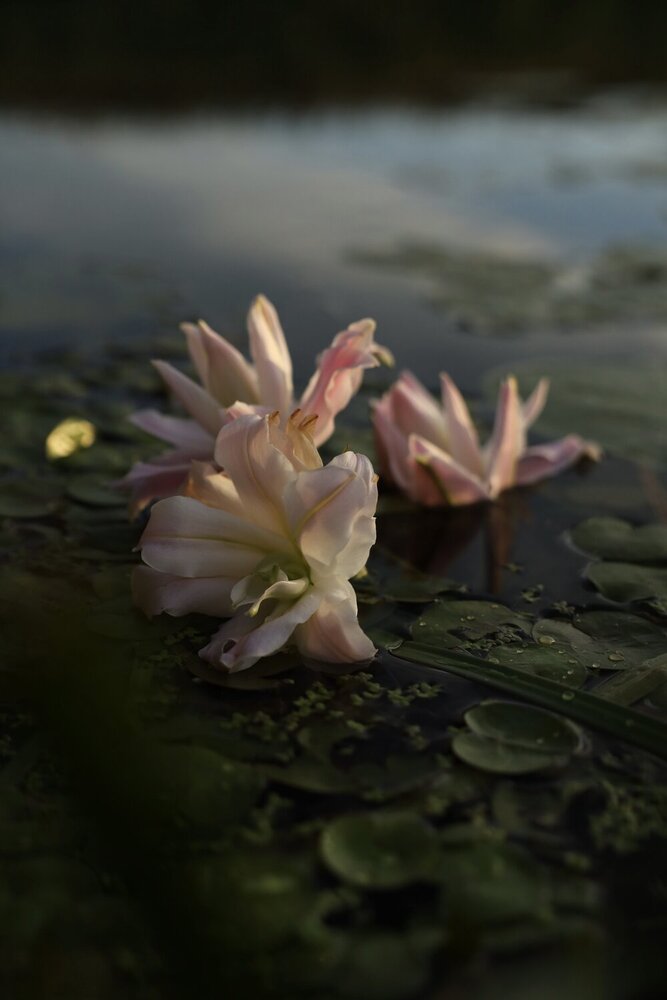 Photograph by Людмила Кочеткова
