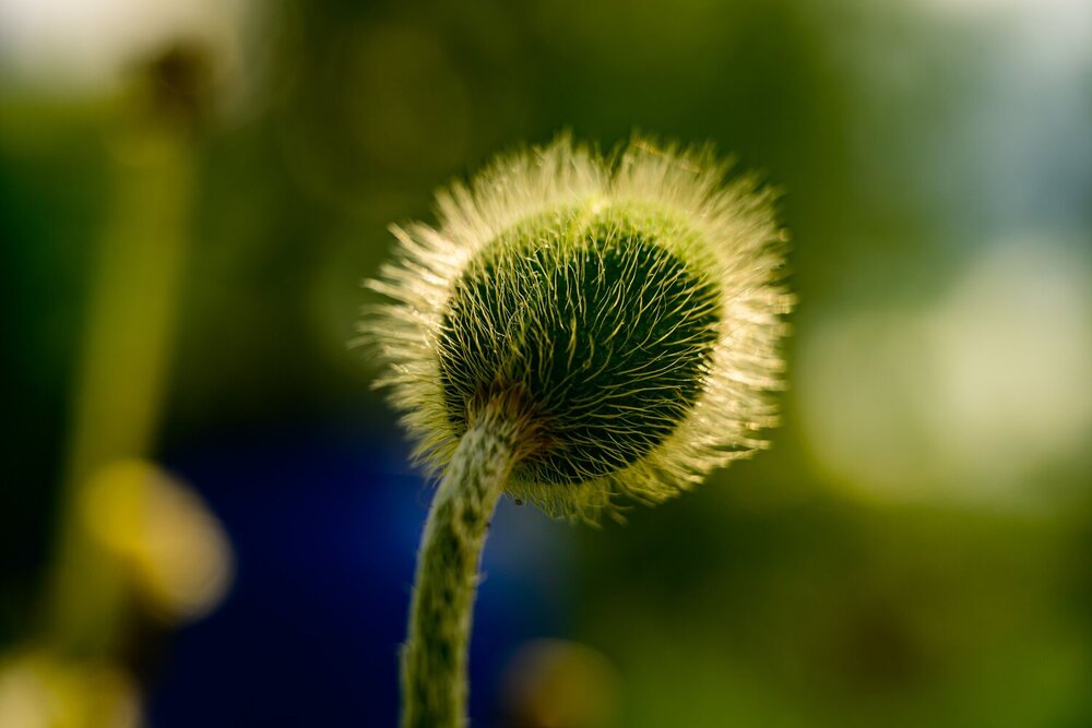 Photograph by Константин Бородулин