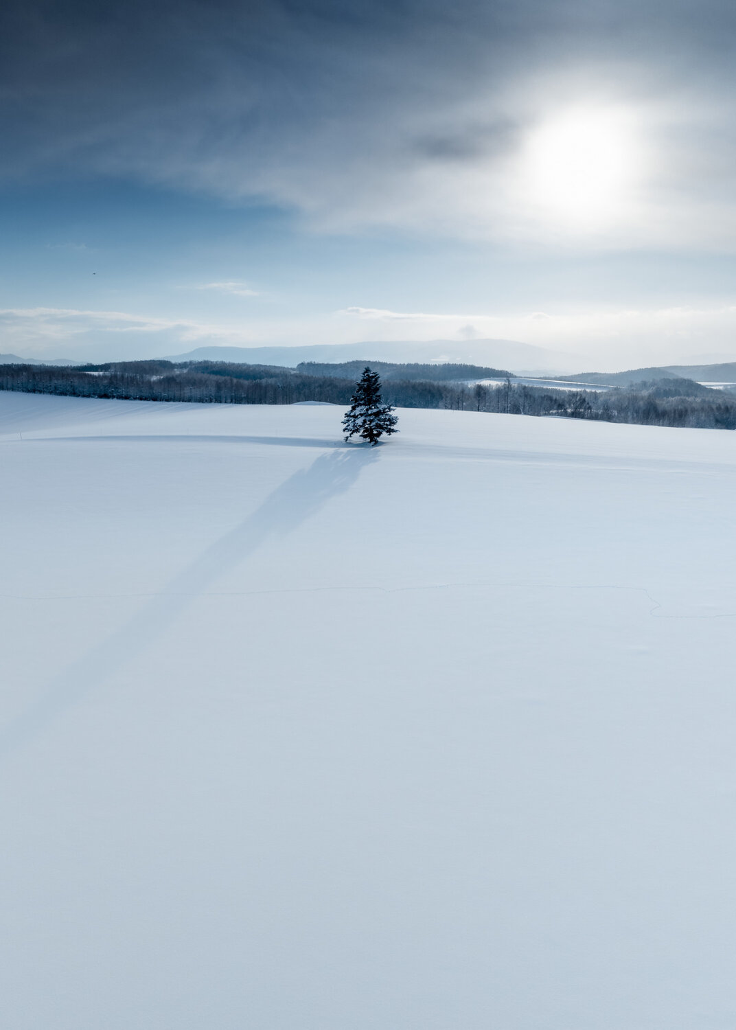 The Lonely Tree