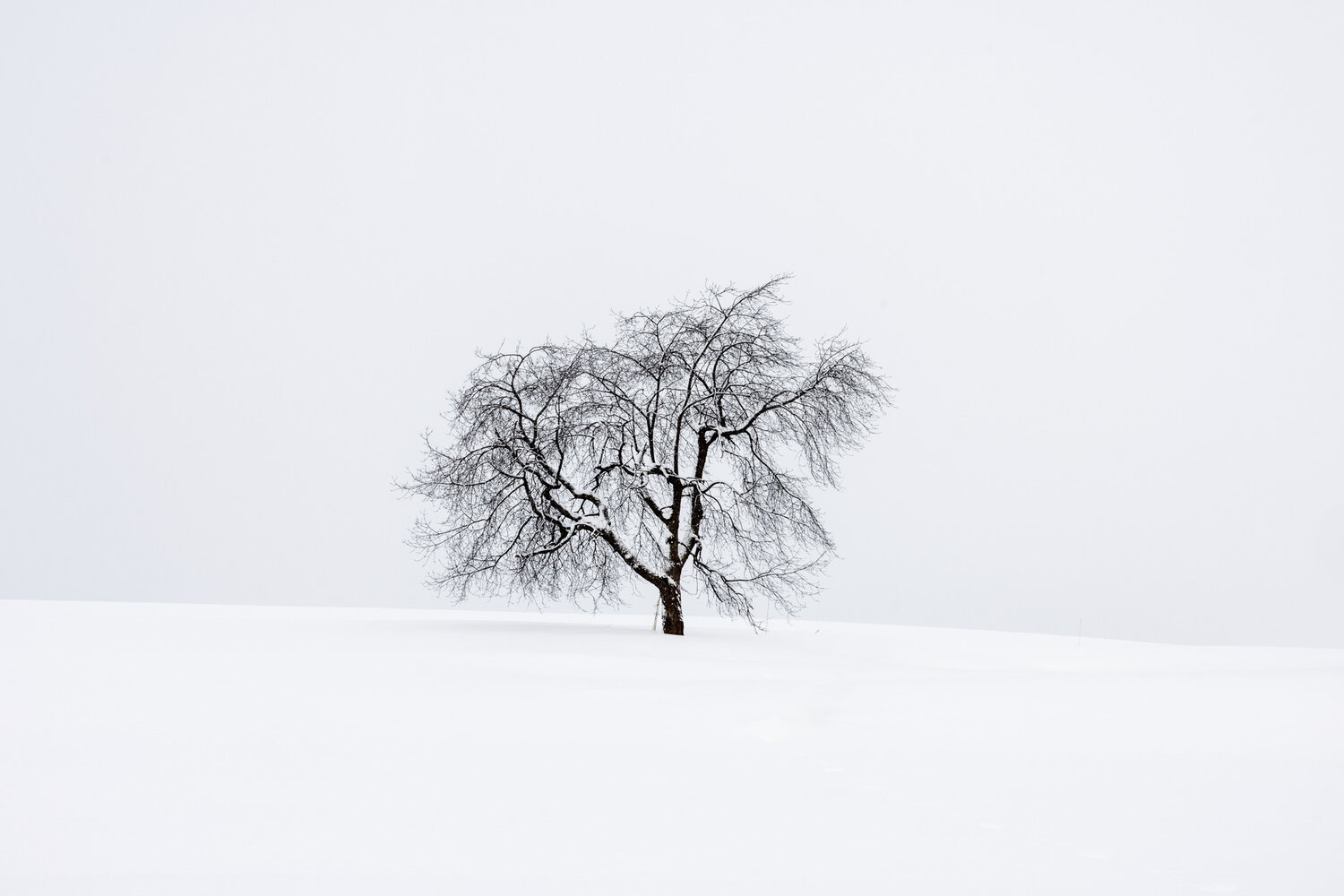 The Lonely Tree