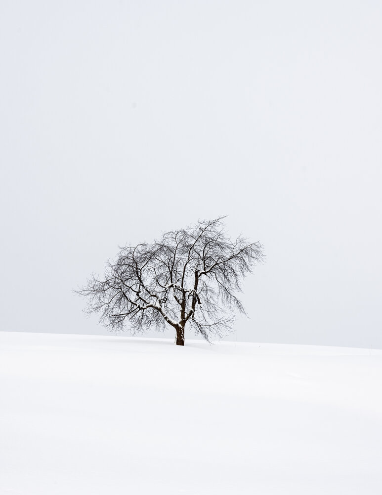The Lonely Tree