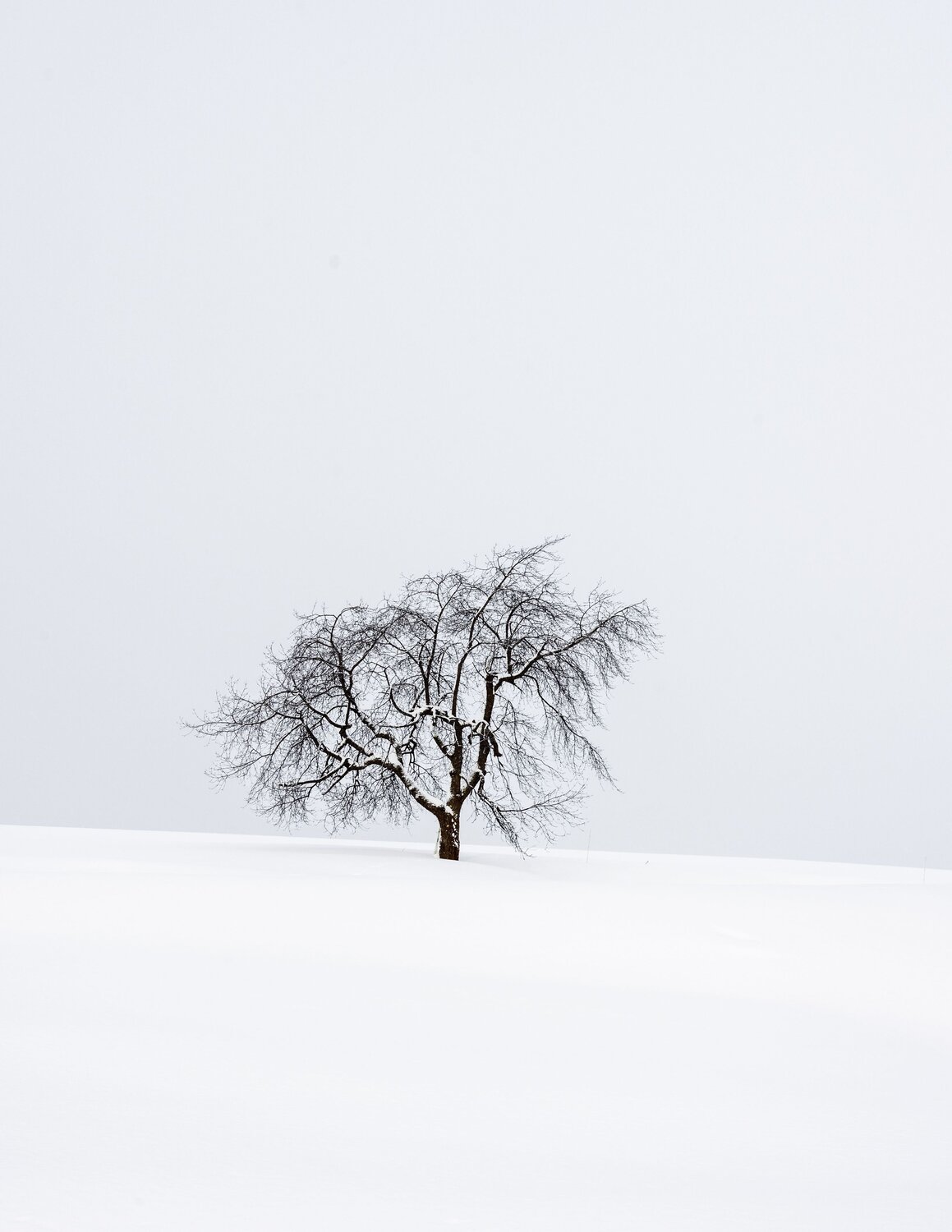 The Lonely Tree