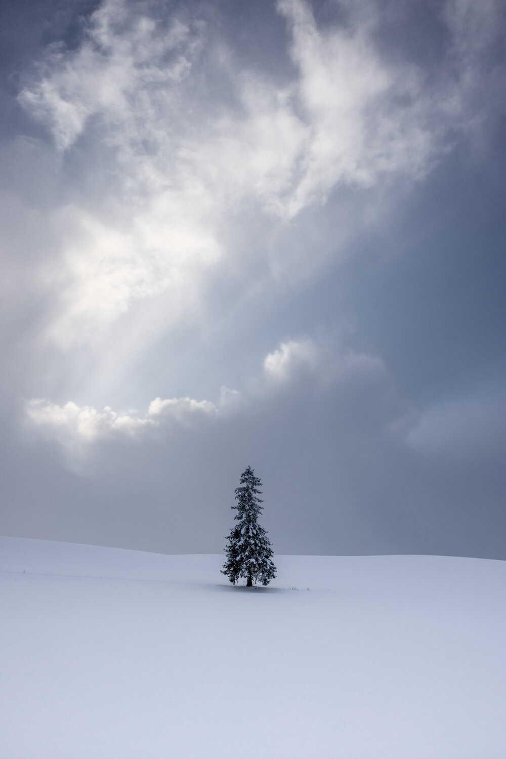 The Lonely Pine Tree