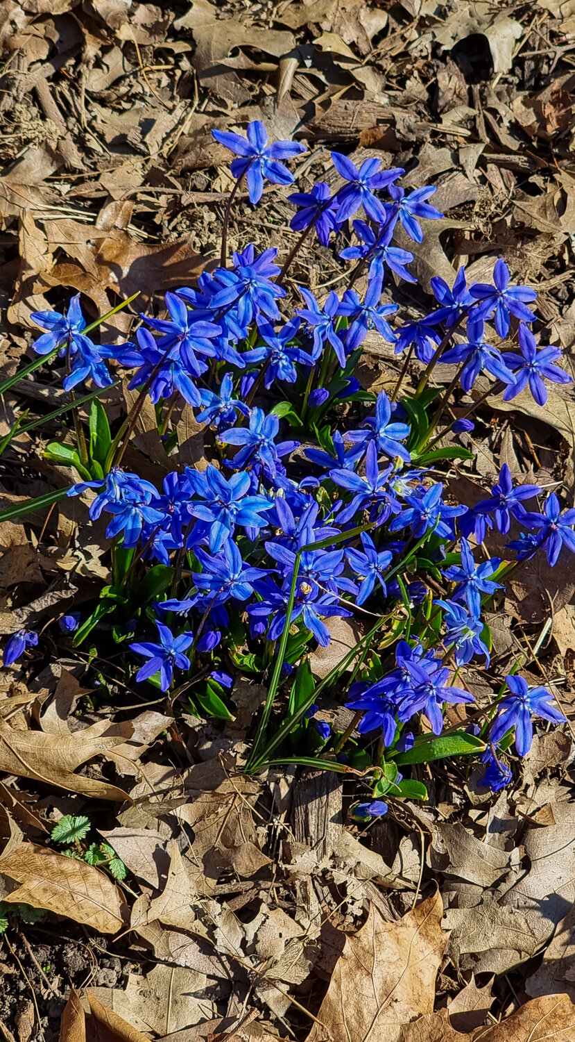 Blue Blossoms in Central Park