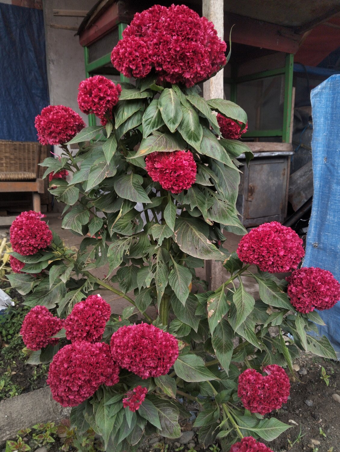 Sanggul Merah