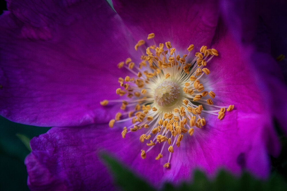 Photograph by Дмитрий Огольцов