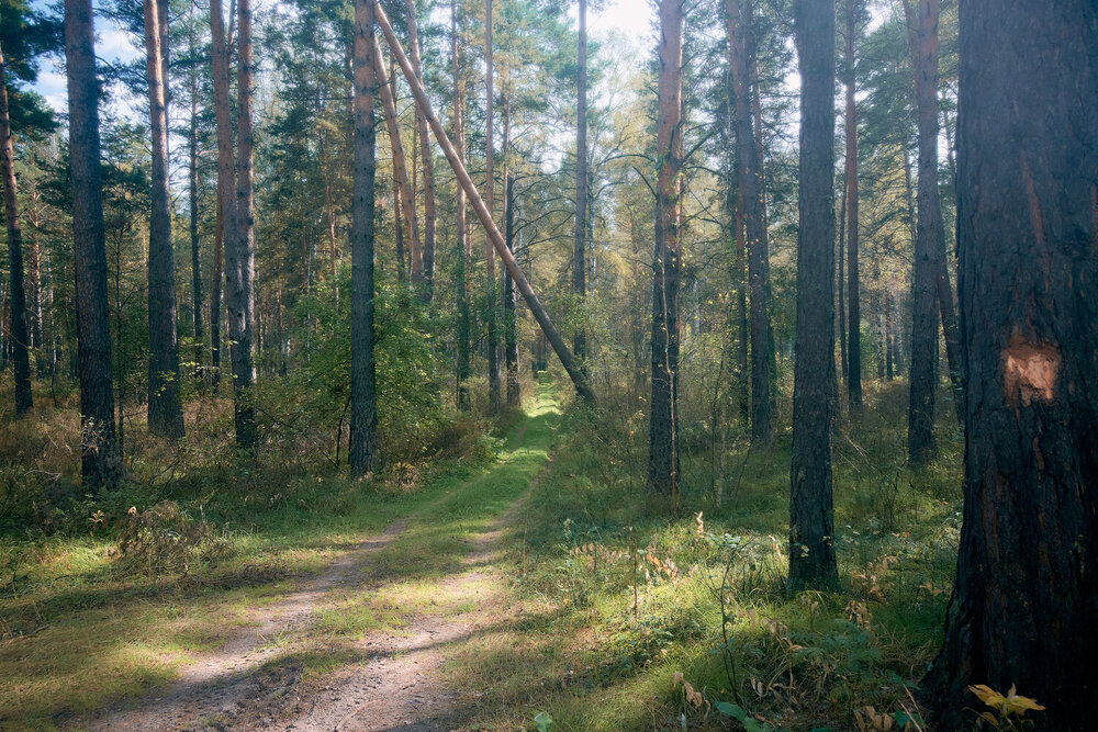 Photograph by Алексей Пахомов