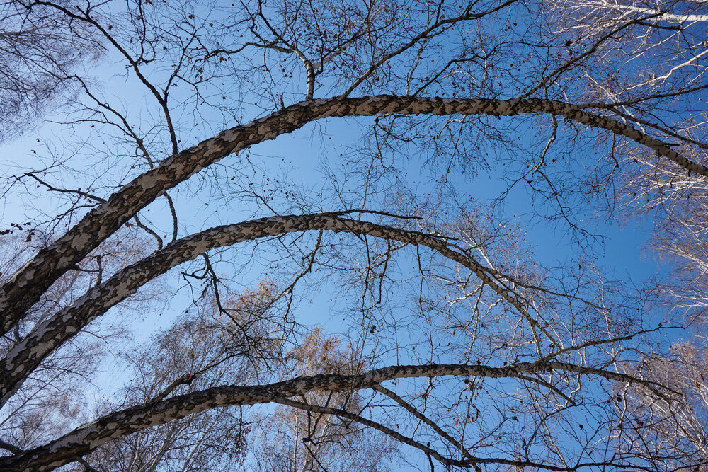 Photograph by Алексей Пахомов