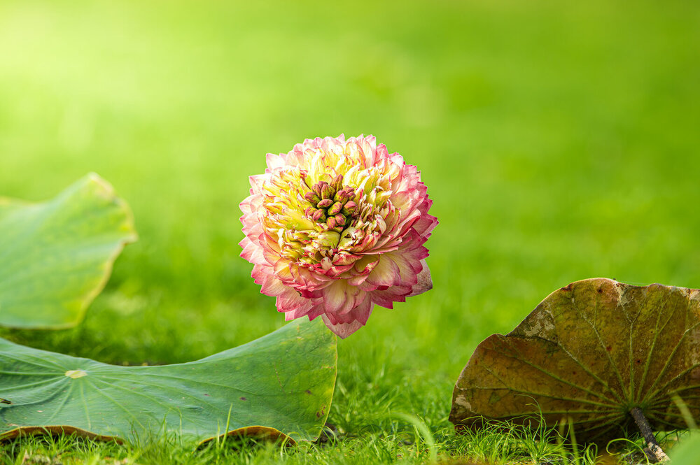Photograph by Bùi Nguyễn