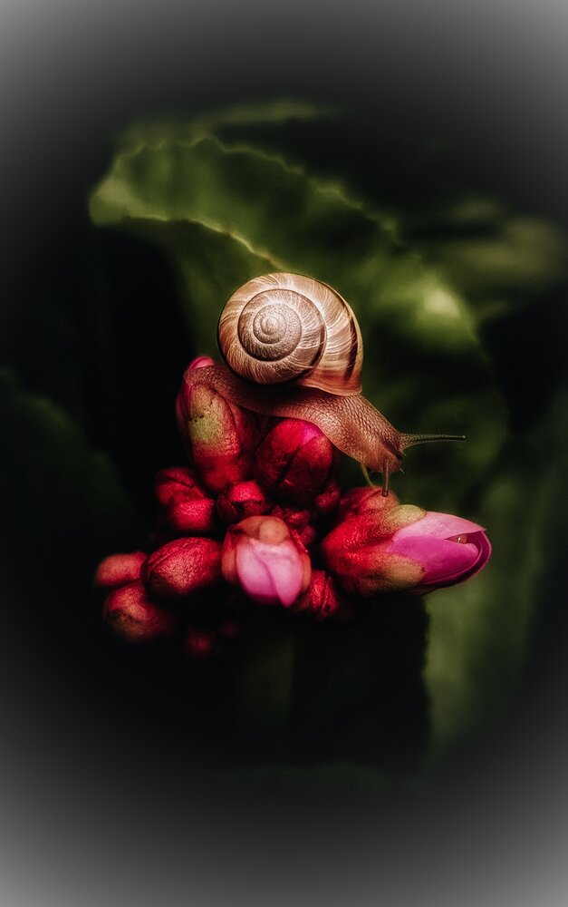 Photograph by Dina Chaica