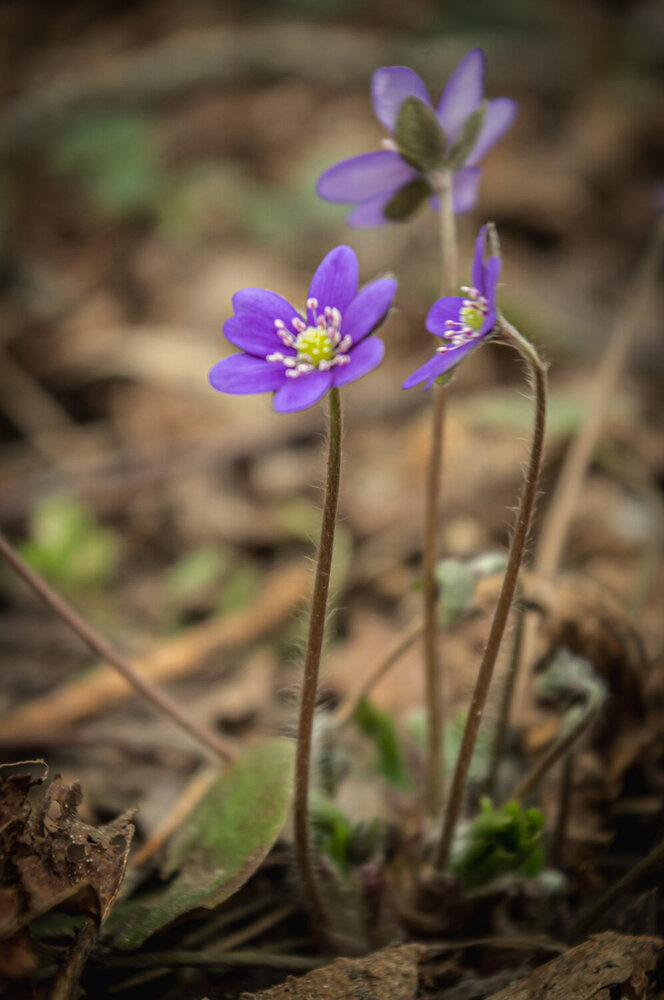 Photograph by Инна Невар