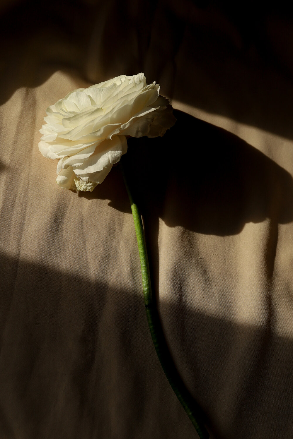 Photo #13883929