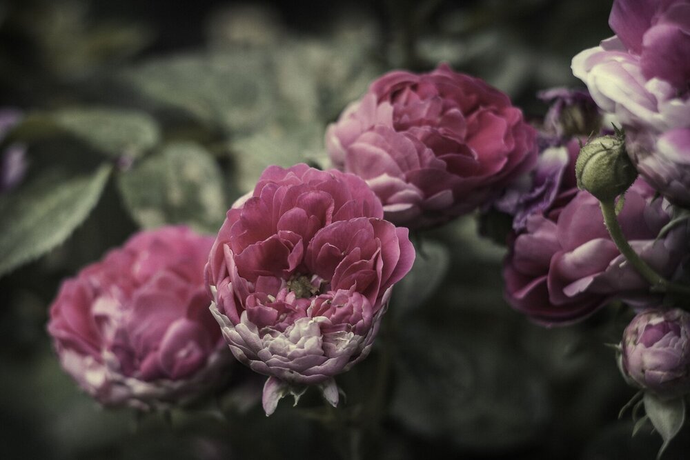 Photograph by Мария Курицына