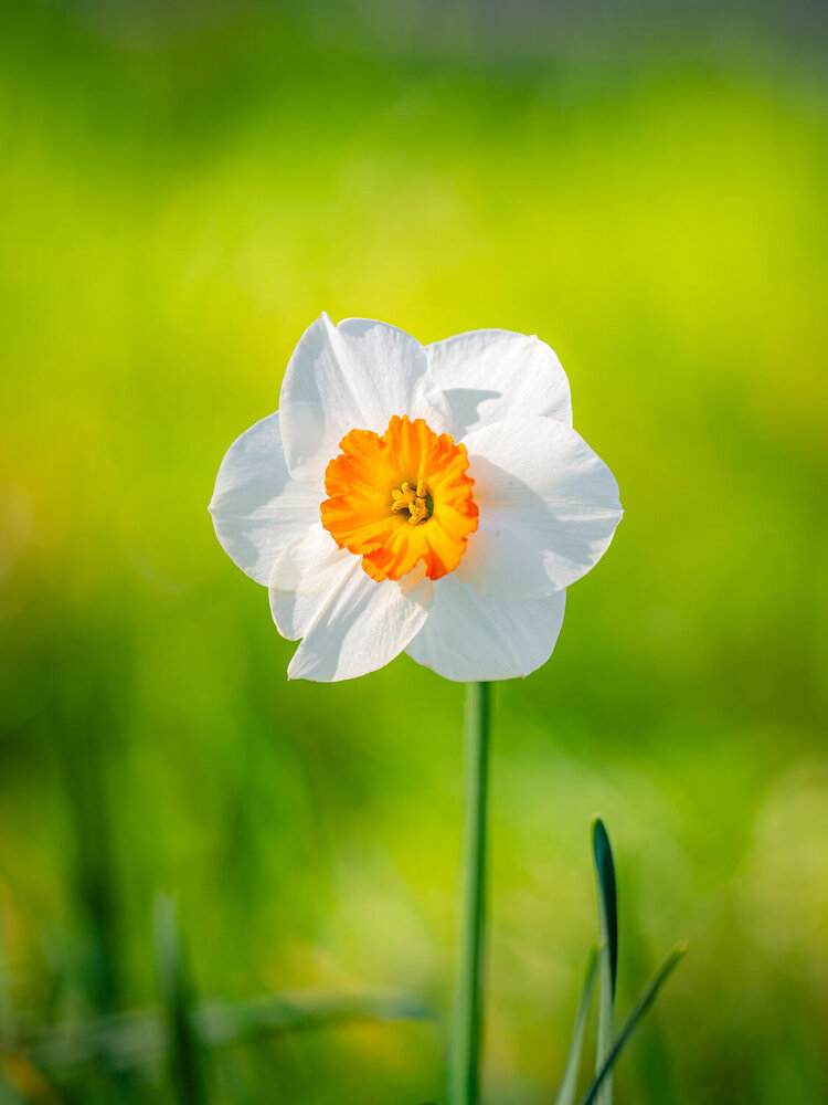 A little Spring