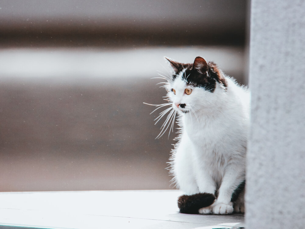 Photograph by Христина Сергейчик