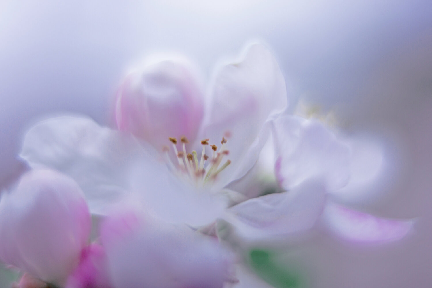 Photo #13884310