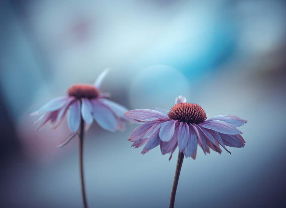 Photograph by Salvatore Di Maria