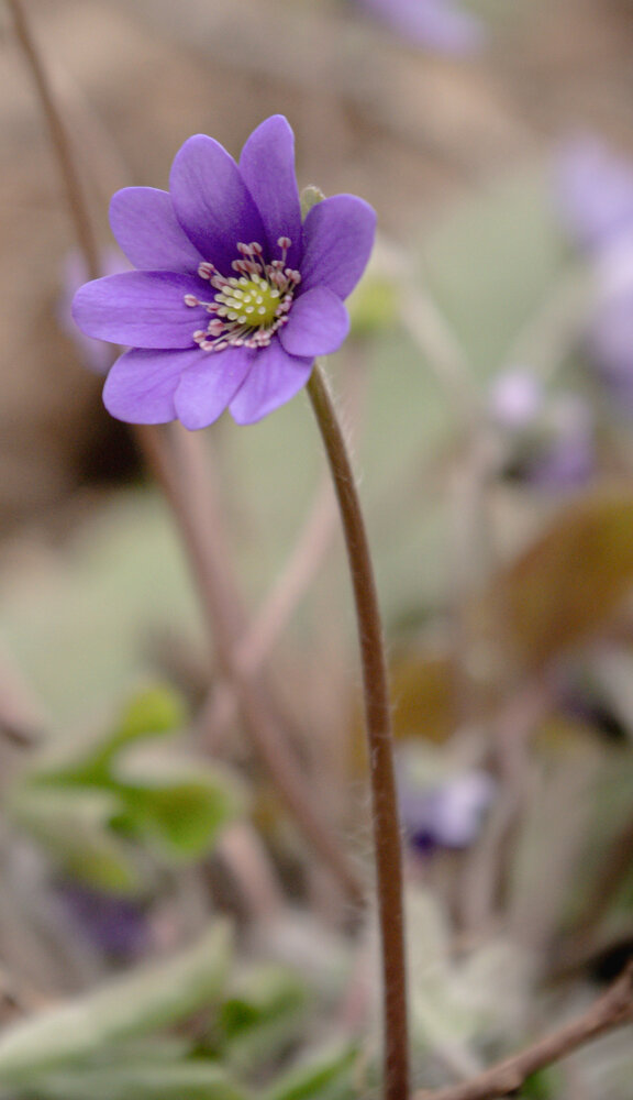 Photograph by Инна Невар